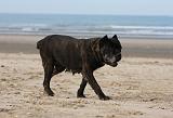 CANE CORSO 839